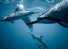 PP电子模拟器试玩在线-巴萨3-0奥维耶多 奥尔莫传射亚马尔精彩侧钩破门